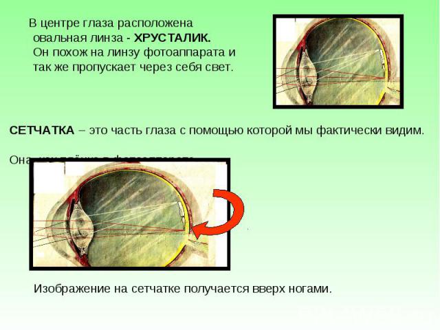 В центре глаза расположена овальная линза - ХРУСТАЛИК. Он похож на линзу фотоаппарата и так же пропускает через себя свет. В центре глаза расположена овальная линза - ХРУСТАЛИК. Он похож на линзу фотоаппарата и так же пропускает через себя свет.