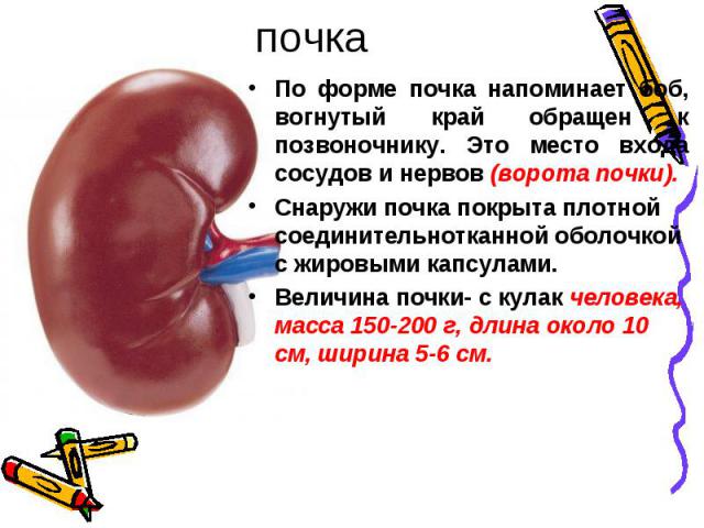 По форме почка напоминает боб, вогнутый край обращен к позвоночнику. Это место входа сосудов и нервов (ворота почки). По форме почка напоминает боб, вогнутый край обращен к позвоночнику. Это место входа сосудов и нервов (ворота почки). Снаружи почка…