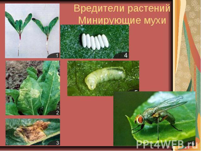Вредители растений Минирующие мухи