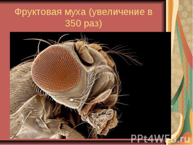 Фруктовая муха (увеличение в 350 раз)