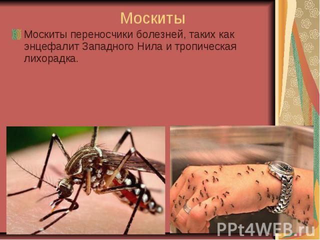 Москиты Москиты переносчики болезней, таких как энцефалит Западного Нила и тропическая лихорадка.