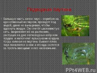 Подводная паутина Большую часть жизни паук – серебрянка, единственный из пауков,