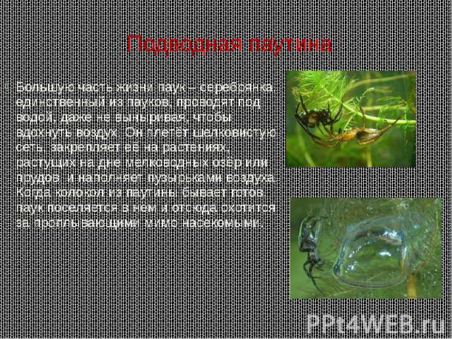 Подводная паутина Большую часть жизни паук – серебрянка, единственный из пауков, проводят под водой, даже не выныривая, чтобы вдохнуть воздух. Он плетёт шелковистую сеть, закрепляет её на растениях, растущих на дне мелководных озёр или прудов, и нап…