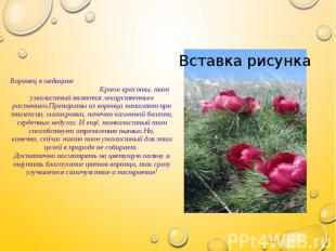 Воронец в медицине Кроме красоты, пион узколистный является лекарственным растен