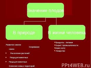 Развитие семени Созревание семян Расселение растений Пища для животных Пища для