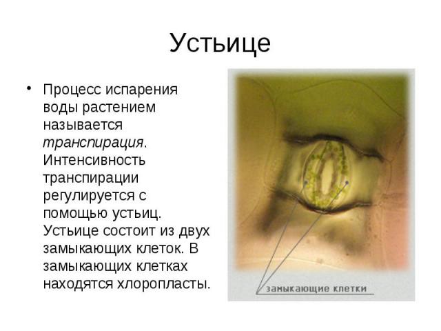 Процесс испарения воды растением называется транспирация. Интенсивность транспирации регулируется с помощью устьиц. Устьице состоит из двух замыкающих клеток. В замыкающих клетках находятся хлоропласты. Процесс испарения воды растением называется тр…