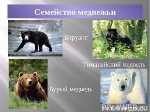 Семейство медвежьи