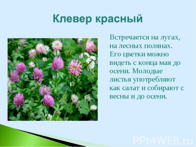 Встречается на лугах, на лесных полянах. Его цветки можно видеть с конца мая до осени. Молодые листья употребляют как салат и собирают с весны и до осени. Встречается на лугах, на лесных полянах. Его цветки можно видеть с конца мая до осени. Молодые…