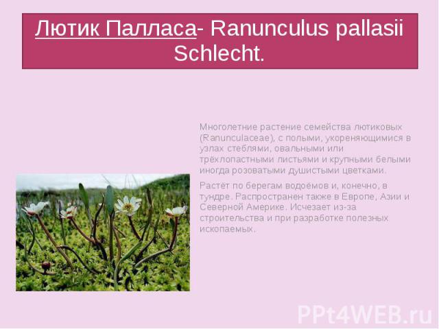 Лютик Палласа- Ranunculus pallasii Schlecht.