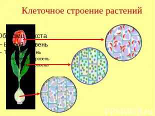 Клеточное строение растений