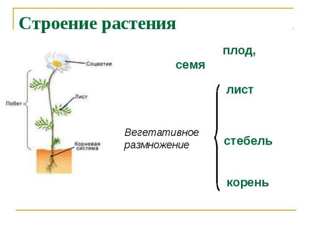 Строение растения