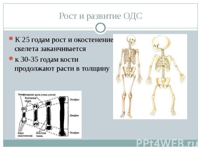К 25 годам рост и окостенение скелета заканчивается К 25 годам рост и окостенение скелета заканчивается к 30-35 годам кости продолжают расти в толщину