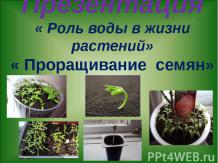Презентация« Роль воды в жизни растений»« Проращивание семян»