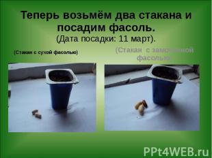 Теперь возьмём два стакана и посадим фасоль. (Дата посадки: 11 март). (Стакан с