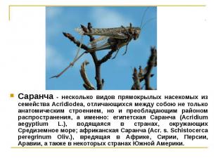 Саранча - несколько видов прямокрылых насекомых из семейства Acridiodea, отличаю