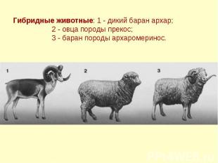 Гибридные животные: 1 - дикий баран архар; 2 - овца породы прекос; 3 - баран пор
