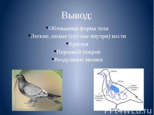 Вывод: Обтекаемая форма тела Легкие, полые (пустые внутри) кости Крылья Перьевой