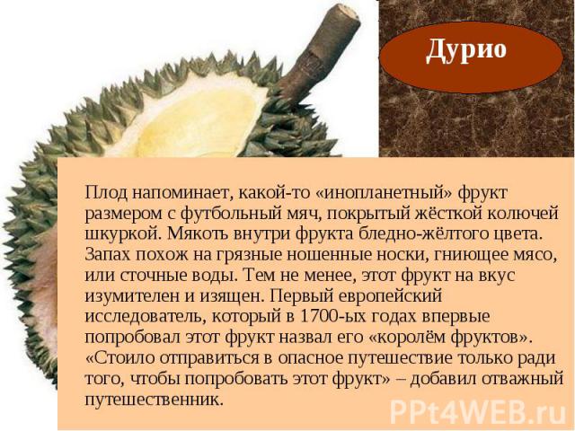 Плод напоминает, какой-то «инопланетный» фрукт размером с футбольный мяч, покрытый жёсткой колючей шкуркой. Мякоть внутри фрукта бледно-жёлтого цвета. Запах похож на грязные ношенные носки, гниющее мясо, или сточные воды. Тем не менее, этот фрукт на…