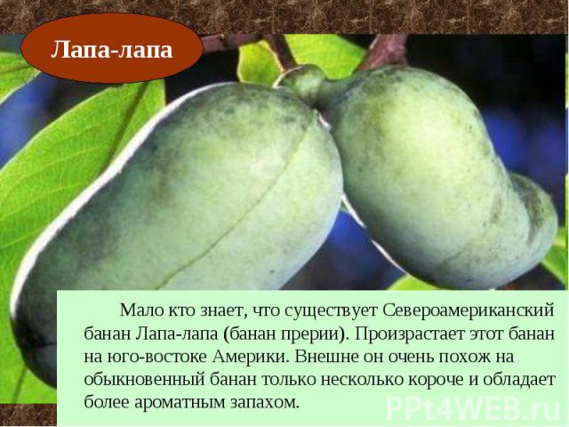 Мало кто знает, что существует Североамериканский банан Лапа-лапа (банан прерии). Произрастает этот банан на юго-востоке Америки. Внешне он очень похож на обыкновенный банан только несколько короче и обладает более ароматным запахом.