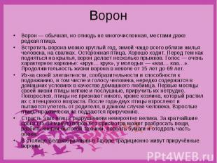 Ворон Ворон&nbsp;— обычная, но отнюдь не многочисленная, местами даже редкая пти