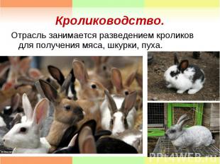 Отрасль занимается разведением кроликов для получения мяса, шкурки, пуха. Отрасл