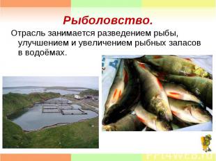 Отрасль занимается разведением рыбы, улучшением и увеличением рыбных запасов в в