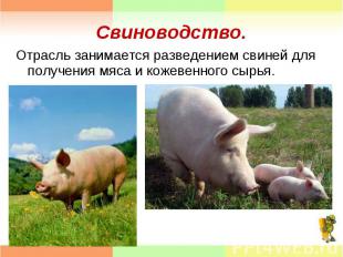 Отрасль занимается разведением свиней для получения мяса и кожевенного сырья. От