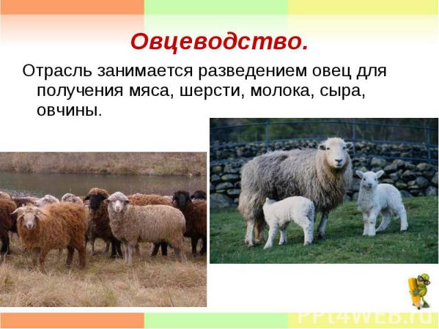 Отрасль занимается разведением овец для получения мяса, шерсти, молока, сыра, овчины. Отрасль занимается разведением овец для получения мяса, шерсти, молока, сыра, овчины.