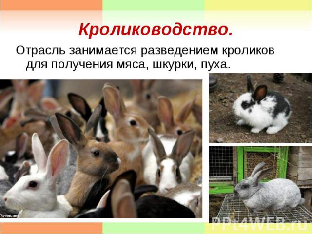 Отрасль занимается разведением кроликов для получения мяса, шкурки, пуха. Отрасль занимается разведением кроликов для получения мяса, шкурки, пуха.