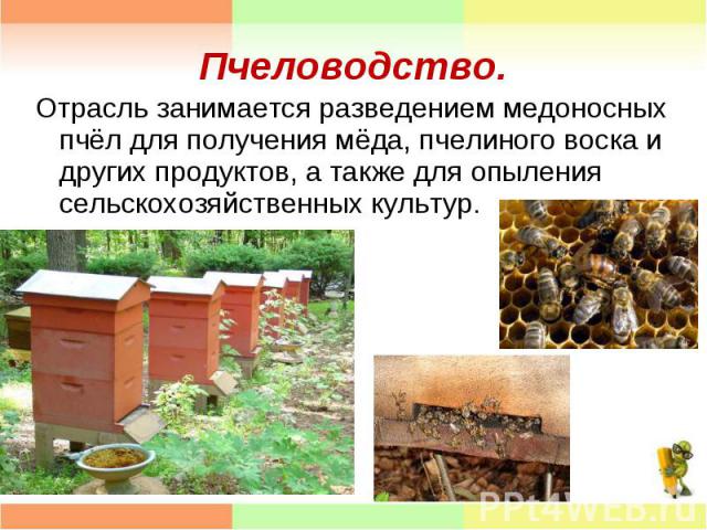 Отрасль занимается разведением медоносных пчёл для получения мёда, пчелиного воска и других продуктов, а также для опыления сельскохозяйственных культур. Отрасль занимается разведением медоносных пчёл для получения мёда, пчелиного воска и других про…