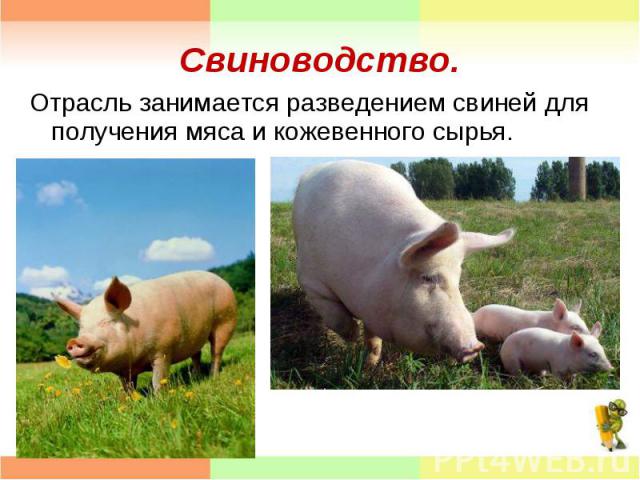 Отрасль занимается разведением свиней для получения мяса и кожевенного сырья. Отрасль занимается разведением свиней для получения мяса и кожевенного сырья.