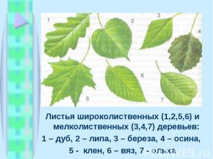 Листья широколиственных (1,2,5,6) и мелколиственных (3,4,7) деревьев: Листья шир