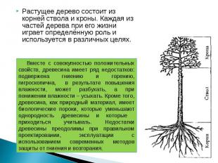 Растущее дерево состоит из корней ствола и кроны. Каждая из частей дерева при ег
