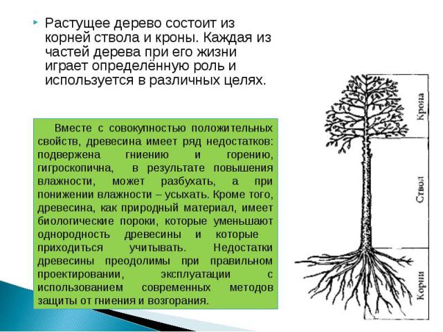 Растущее дерево состоит из корней ствола и кроны. Каждая из частей дерева при его жизни играет определённую роль и используется в различных целях. Растущее дерево состоит из корней ствола и кроны. Каждая из частей дерева при его жизни играет определ…