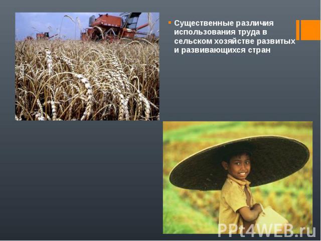 Существенные различия использования труда в сельском хозяйстве развитых и развивающихся стран Существенные различия использования труда в сельском хозяйстве развитых и развивающихся стран