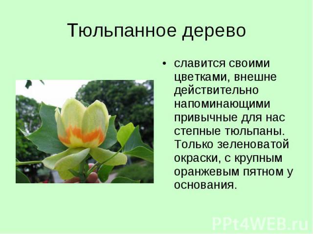 славится своими цветками, внешне действительно напоминающими привычные для нас степные тюльпаны. Только зеленоватой окраски, с крупным оранжевым пятном у основания. славится своими цветками, внешне действительно напоминающими привычные для нас степн…