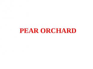 PEAR ORCHARD