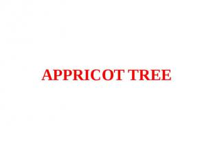 APPRICOT TREE