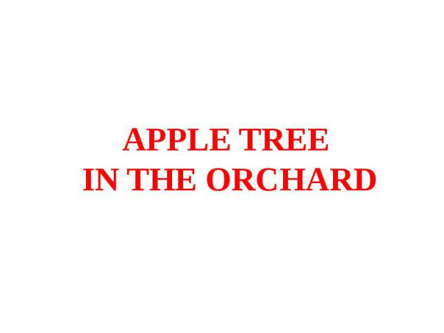 APPLE TREE IN THE ORCHARD