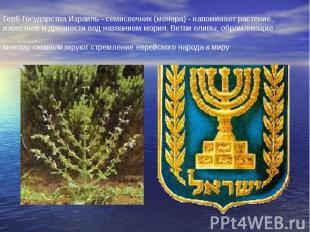 Герб Государства Израиль - семисвечник (менора) - напоминает растение, известное