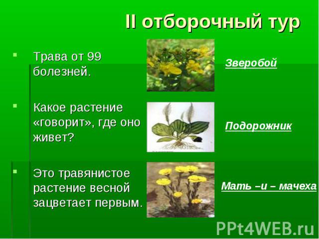 Трава от 99 болезней. Трава от 99 болезней. Какое растение «говорит», где оно живет? Это травянистое растение весной зацветает первым.
