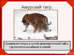 Амурский тигр. Сохранился только в густой дальневосточной тайге, где охотится на
