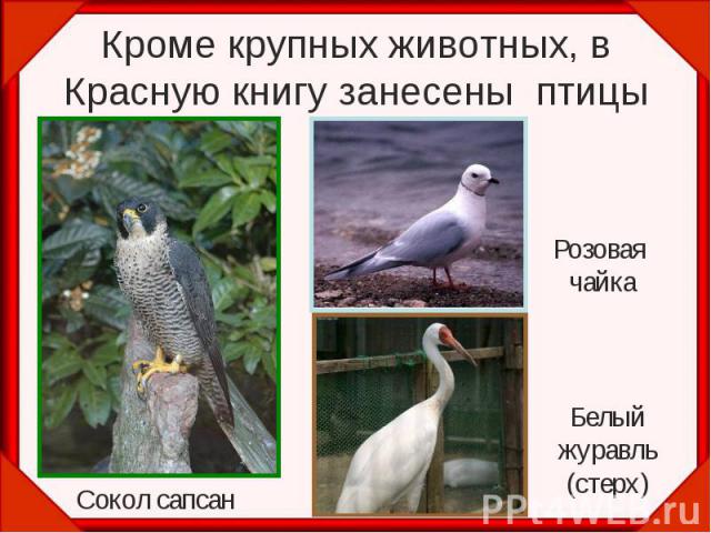 Кроме крупных животных, в Красную книгу занесены птицы