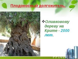 Плодоносный долгожитель. Оливковому дереву на Крите - 2000 лет.