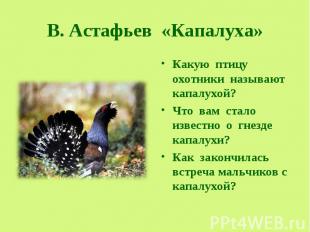 В. Астафьев «Капалуха» Какую птицу охотники называют капалухой? Что вам стало из