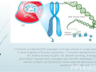 У клітинах еукаріотів ДНК знаходиться в ядрі клітини в складі хромосом, а також