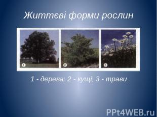 Життєві форми рослин 1 - дерева; 2 - кущі; 3 - трави
