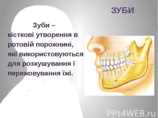 Зуби – Зуби – кісткові утворення в ротовій порожнині, які використовуються для р