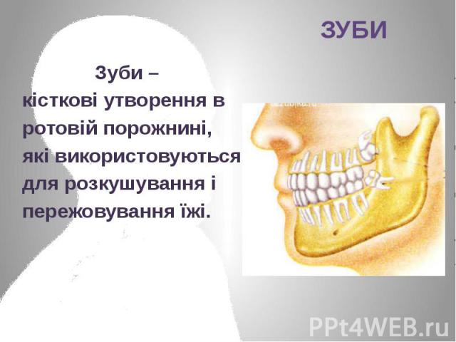 Зуби – Зуби – кісткові утворення в ротовій порожнині, які використовуються для розкушування і пережовування їжі.