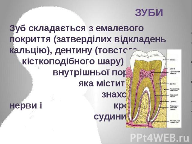 Зуб складається з емалевого покриття (затверділих відкладень кальцію), дентину (товстого кісткоподібного шару) і внутрішньої порожнини, яка містить пульпу, де знаходяться нерви і кровоносні судини. Зуб складається з емалевого покриття (затверділих в…